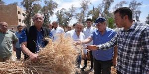 توريد أكثر من 46 ألف طن قمح حتى الآن بأسيوط