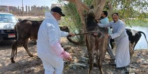 قافلة بيطرية مجانية بمنطقة جنيفة بالسويس