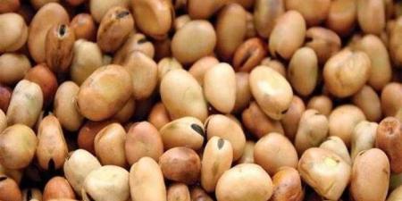 سعر الفول اليوم الثلاثاء عند التاجر.. العريض النهاردة بكام
