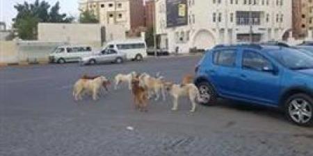 الأمن يحل لغز أصطحاب سيدة الكلاب الضالة المتواجدة بمحيط مسكنها داخل سيارتها بالتجمع