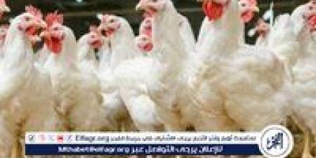 بورصة الدواجن.. أسعار الفراخ البيضاء اليوم الاربعاء 21-5-2025 في قنا