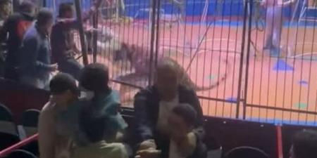 تأجيل محاكمة انوسة كوتة في واقعة سيرك طنطا لجلسة 26 يونيو الجاري