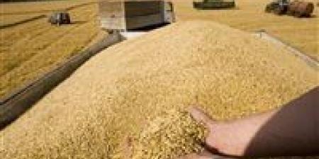 تراجع واردات مصر من القمح 30% خلال 2025