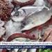 أسعار السمك البلطي والبوري اليوم الثلاثاء 13-5-2025 في محافظة قنا