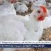 بورصة الدواجن.. أسعار الفراخ البيضاء اليوم السبت 21-6-2025 في قنا