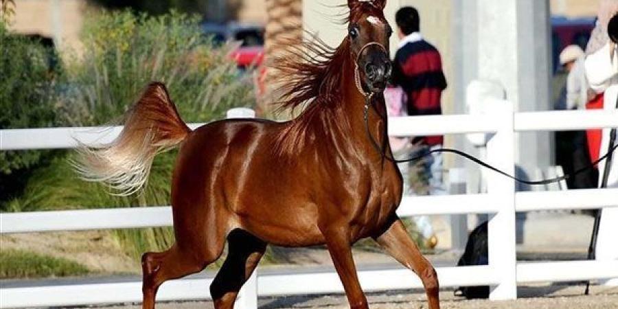 السيسي يتابع مستجدات تطوير محطة "الزهراء" للخيول المصرية الأصيلة