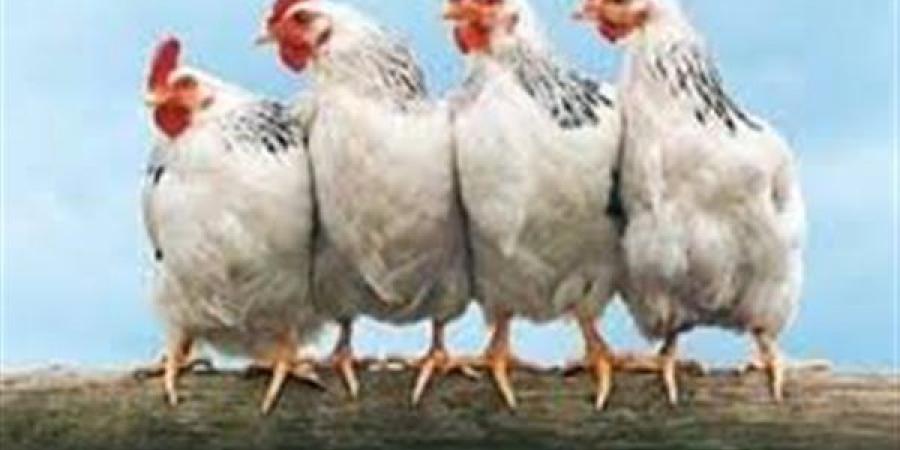 بورصة الدواجن اليوم.. أسعار الفراخ البيضاء الآن 4-5-2025 في الأسواق