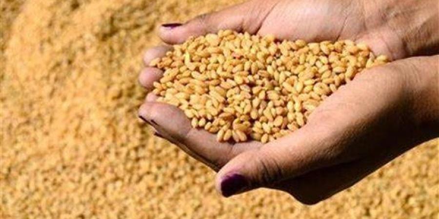 وزير التموين: جمعنا 1.5 مليون طن قمح ونستهدف زيادة التوريد هذا العام