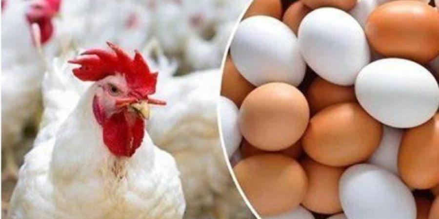 أسعار الدواجن والبيض في مصر اليوم.. الجمعة 9 مايو 2025