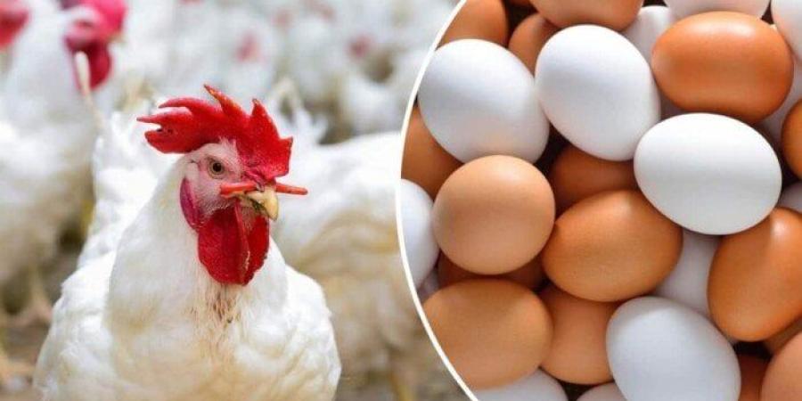 الفراخ البيضاء بكام؟.. أسعار الدواجن والبيض اليوم السبت 10 مايو 2025