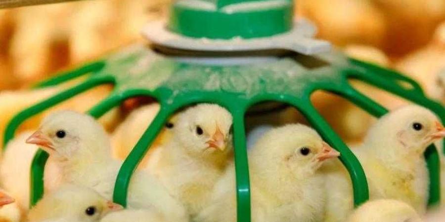 تراجع سعر الكتكوت الأبيض اليوم الثلاثاء بالمزرعة.. وصل لكام