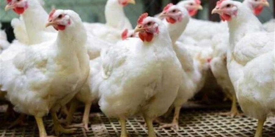 أسعار الفراخ والهياكل اليوم الثلاثاء 13 مايو 2025.. الكبد والقوانص بكام النهارده؟