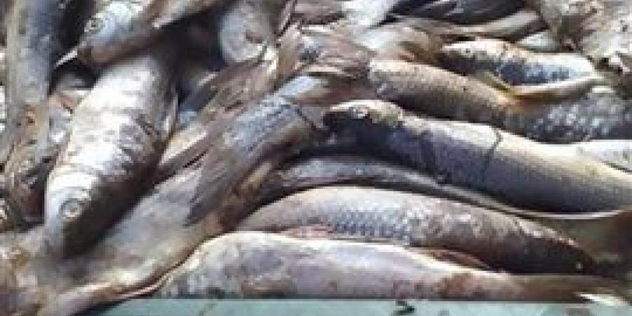 ضبط 157 كجم أسماك مملحة مجهولة المصدر بكفر الشيخ