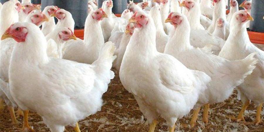 عاجل|فقدان 30% من الطيور بسبب فيروس وبائي.. اتحاد منتجي الدواجن يكشف الحقيقة