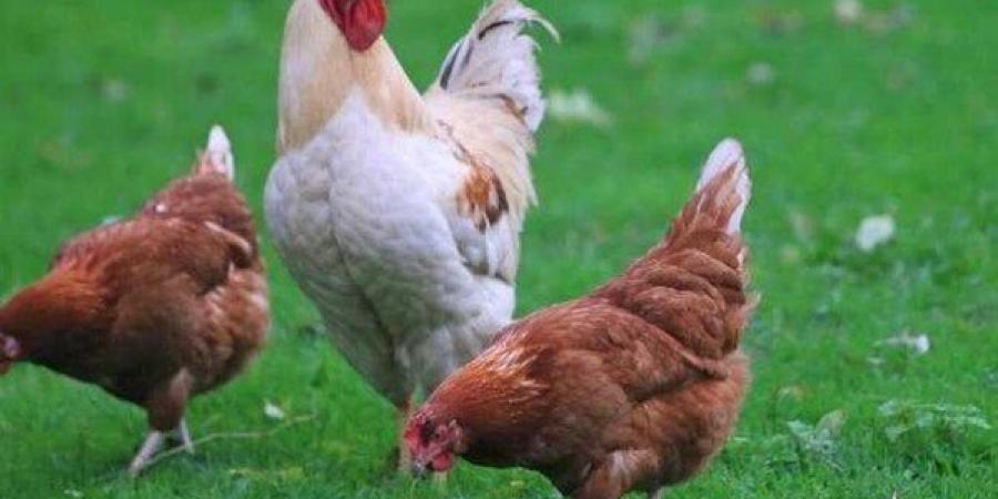بورصة الدواجن اليوم.. أسعار الفراخ والبيض الجمعة 16 مايو 2025