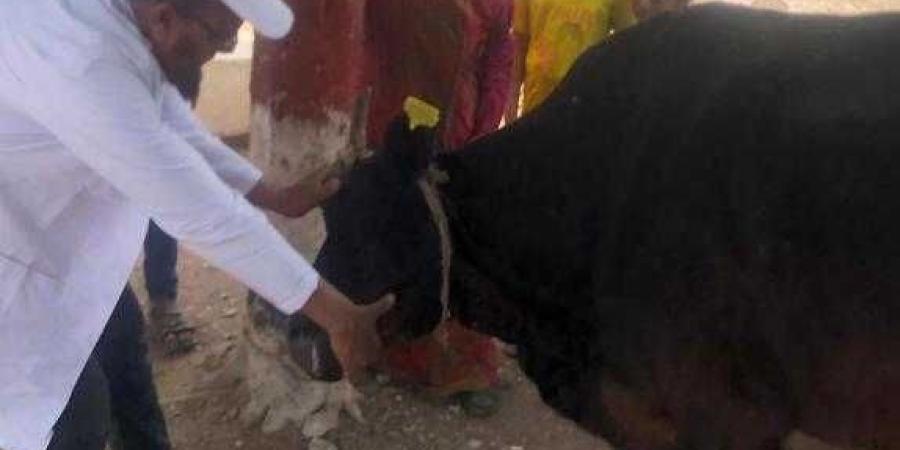 كفرالشيخ: تنظيم قافلة بيطرية مجانية بقرية أبو عليوة الشرقية بسيدي سالم