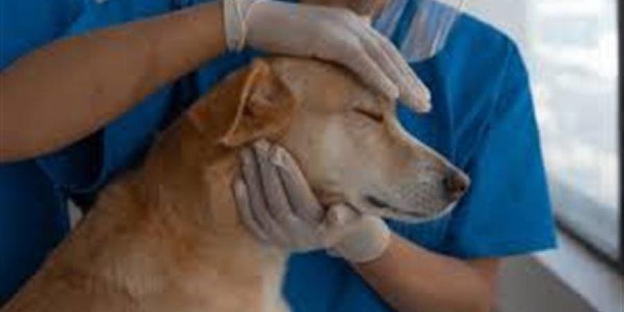 نقيب البيطريين الأسبق: الرفق بالحيوان يشمل الاهتمام بها نفسيًا