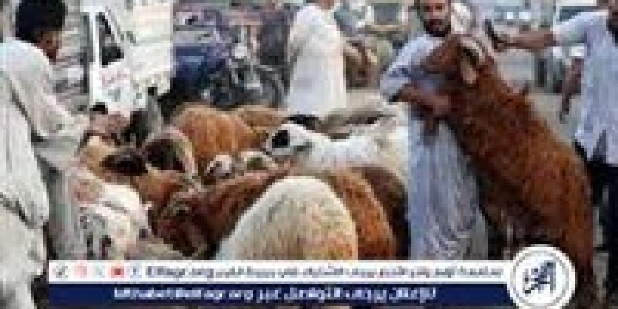 أحدث عروض وأسعار الأضاحي..كيف تختار الأضحية المناسبة؟