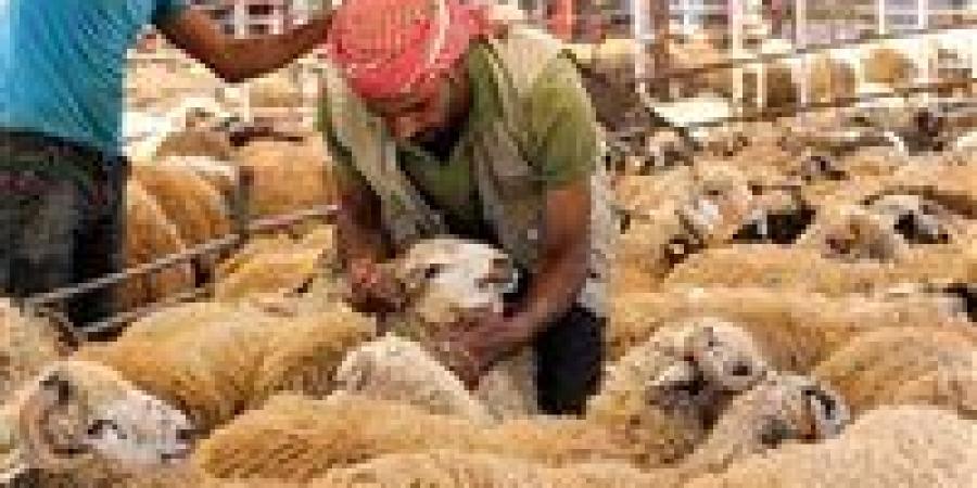 الزراعة: ذبح الأضاحي بالمجازر مجانًا خلال أيام العيد