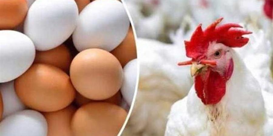 أسعار الدواجن اليوم الأحد 1 يونيو 2025