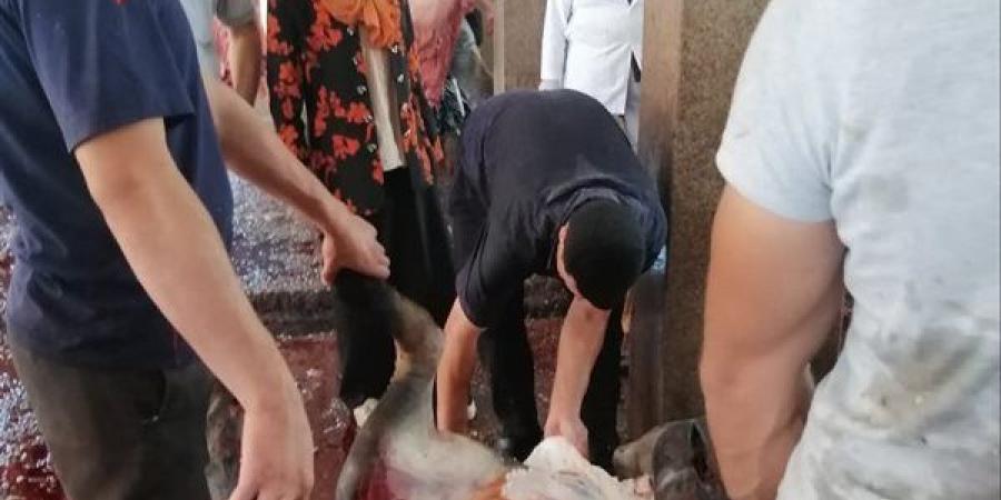 طلب إحاطة في النواب لحظر نحر الأضاحي في الشوارع