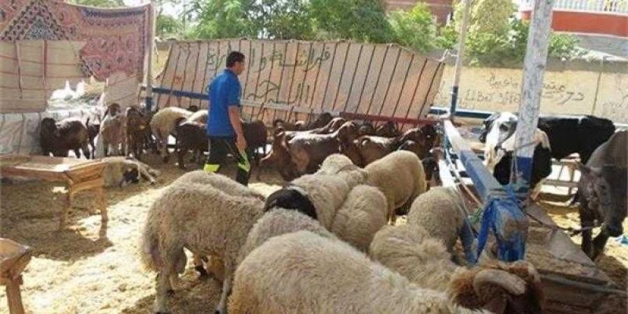 الزراعة ترفع درجة الاستعداد القصوى بجميع المجازر الحكومية لفحص الأضاحي قبل أعمال الذبيح