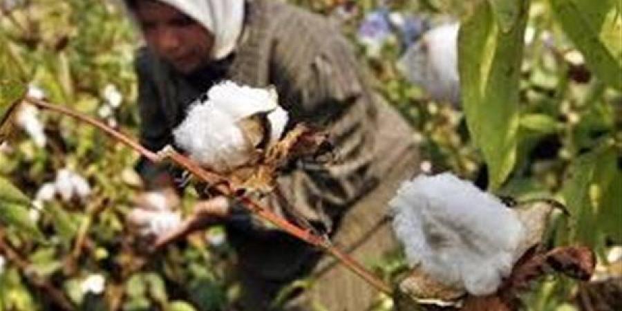 طلب إحاطة بشأن أسباب تراجع المساحات المزروعة من القطن المصري بنسبة 58%