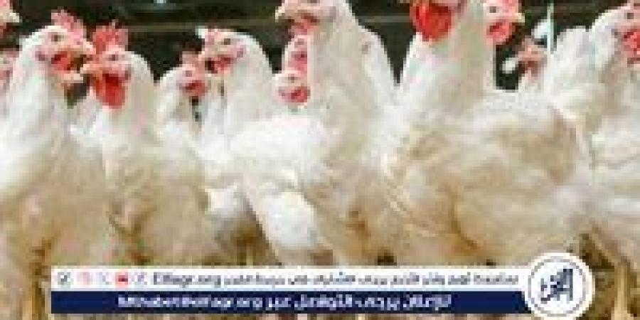 بورصة الدواجن.. أسعار الفراخ البيضاء اليوم الاحد 1-6-2025 في قنا