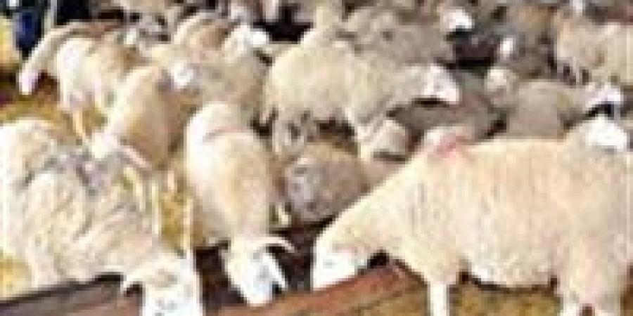 قبل شراء الأضحية.. علامات تحذيرية يجب الانتباه لها ونصائح ذهبية من طبيب بيطري