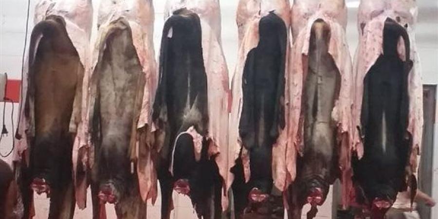 محافظ الجيزة يعلن فتح 23 مجزرًا مجانًا أمام المواطنين خلال عيد الأضحى