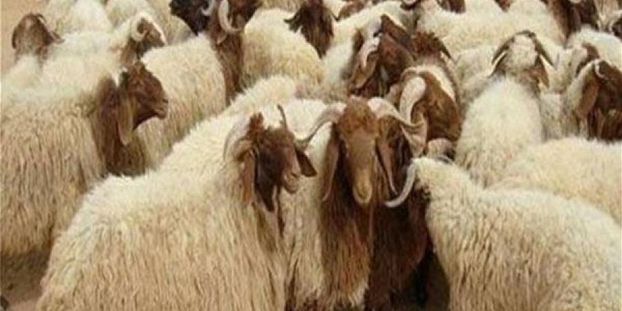 12 علامة لاختيار الخروف
