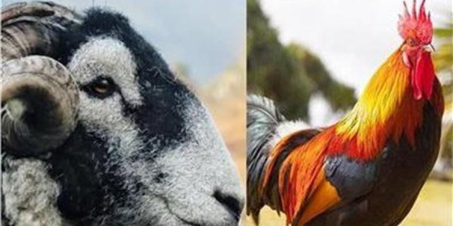 هل يجوز التضحية في عيد الأضحى المبارك بالطيور؟.. التفاصيل الكاملة