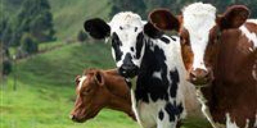 ما حكم تخدير الأضحية قبل الذبح؟.. دار الإفتاء تجيب