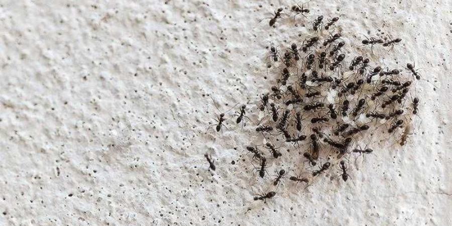 طرق طبيعية فعالة للتخلص من النمل