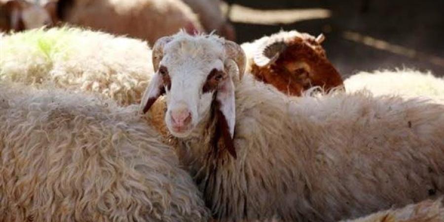 ما هي شروط الأضحية؟.. الإفتاء تجيب
