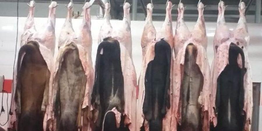 فتح 23مجزرًا مجانًا أمام المواطنين خلال أيام عيد الأضحى بالجيزة