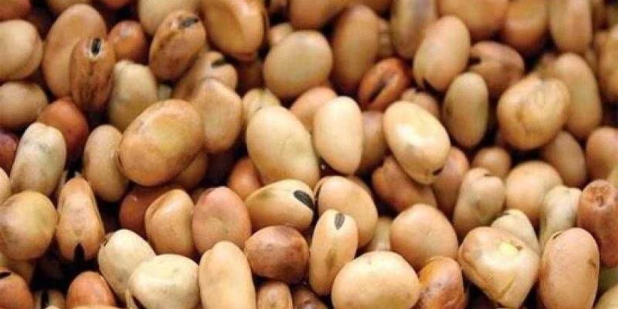 سعر الفول اليوم الإثنين عند التاجر.. العريض النهاردة بكام