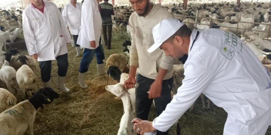 وزير الزراعة يتابع أعمال البعثة البيطرية المصرية للإشراف على الهدي والأضاحي بالمملكة العربية السعودية
