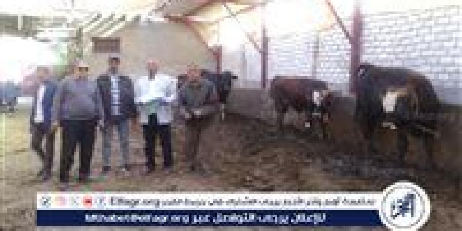 "الزراعة تطلق خطة شاملة لتحسين سلالات الماشية ورفع كفاءة الإنتاج الحيواني