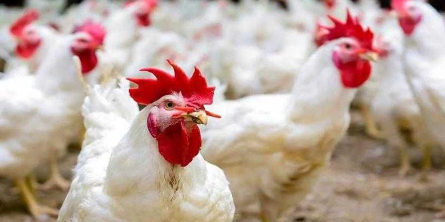أسعار الدواجن والبيض في الأسواق اليوم الثلاثاء