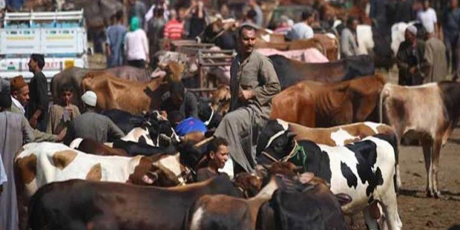 الزراعة: إنشاء قاعدة بيانات دقيقة لتتبع الحالة الصحية والإنتاجية لكل رأس ماشية