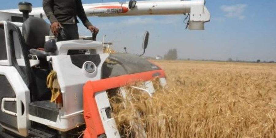 توريد أكثر من 305 ألف طن قمح بمحافظة البحيرة خلال موسم 2025