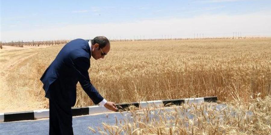 رغيف العيش من أرضنا.. مصر تقترب من التوقف عن استيراد القمح