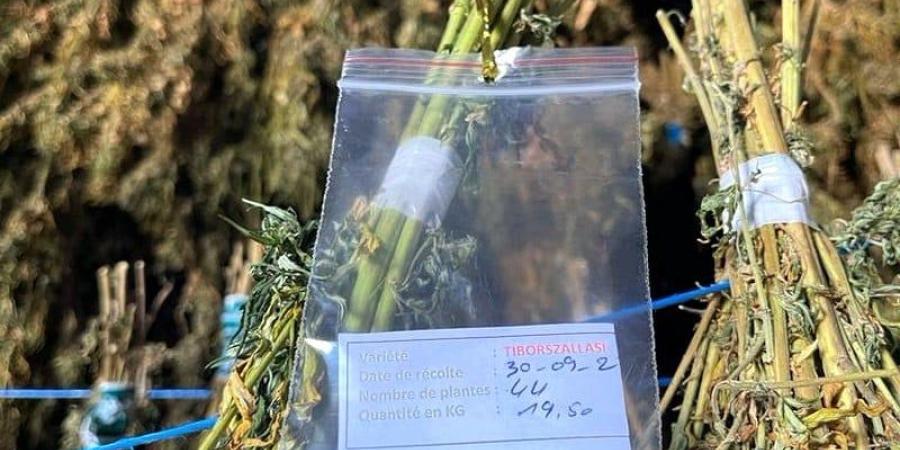 فاعل بارز في قطاع القنب الهندي بهولندا يتمسك باستيراد الحشيش المغربي