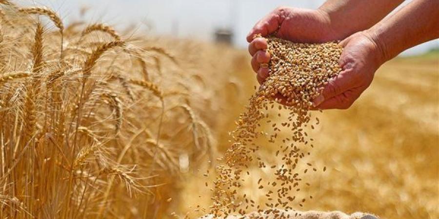مصر تستورد أكثر من 11 مليون طن سلع زراعية استراتيجية في 6 أشهر ضمن خطة حماية الأمن الغذائي