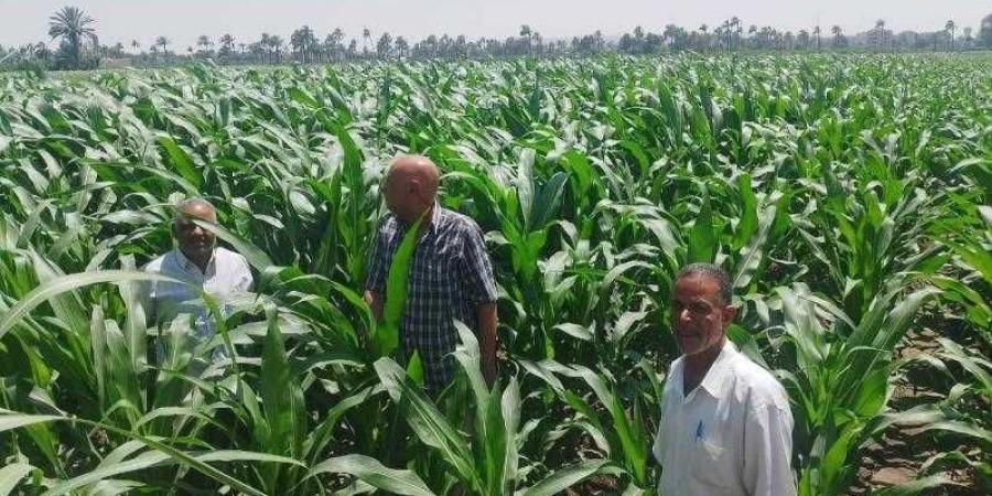 مديرية الزراعة بأسيوط تتابع زراعات المحاصيل الزراعية بقرى مركز الفتح